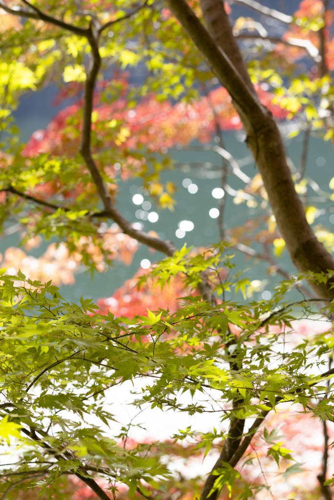 紅葉ときらめく布引ダム