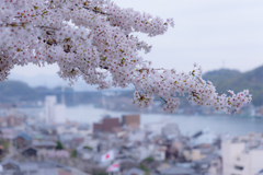 尾道水道と桜