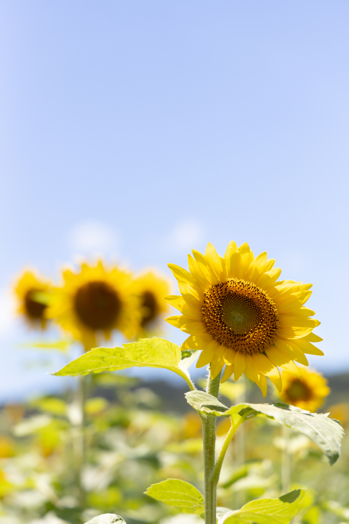 太陽に向かって