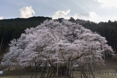 薄墨桜