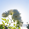 秋薔薇と逆光