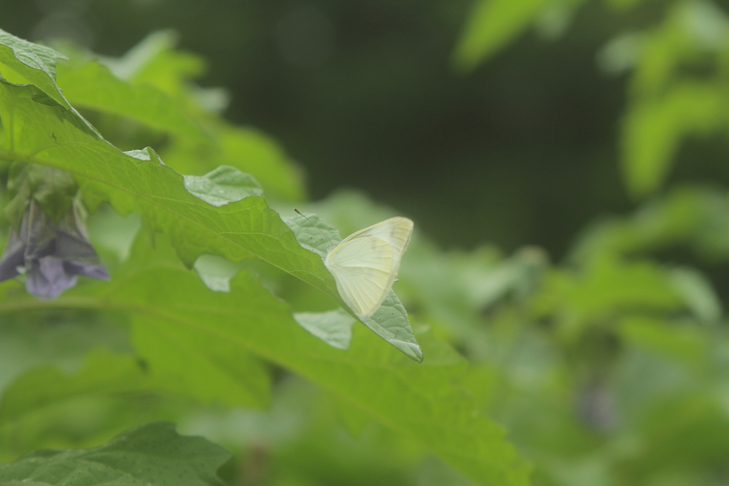 やっと止まってくれた。