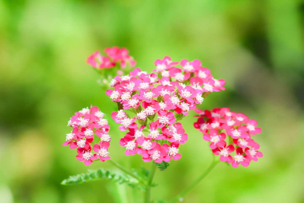 花ちゃ～ん(´▽`)ノ