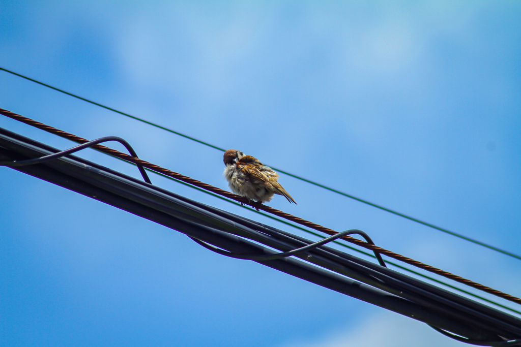 初！野鳥撮影。