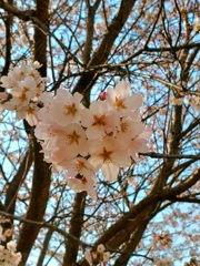 桜ハート♡