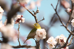 あっち向いてホイッ♡