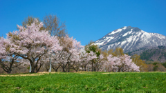 磐梯山と桜並木