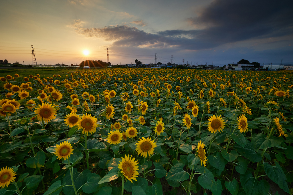 夏の夕暮れ