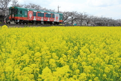 真岡鉄道と菜の花