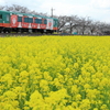 真岡鉄道と菜の花
