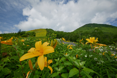 草原に咲く