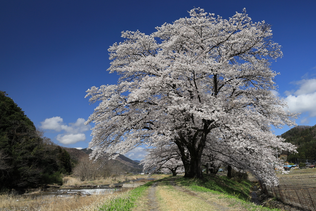 佐柄見の桜