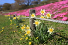 公園のスイセン