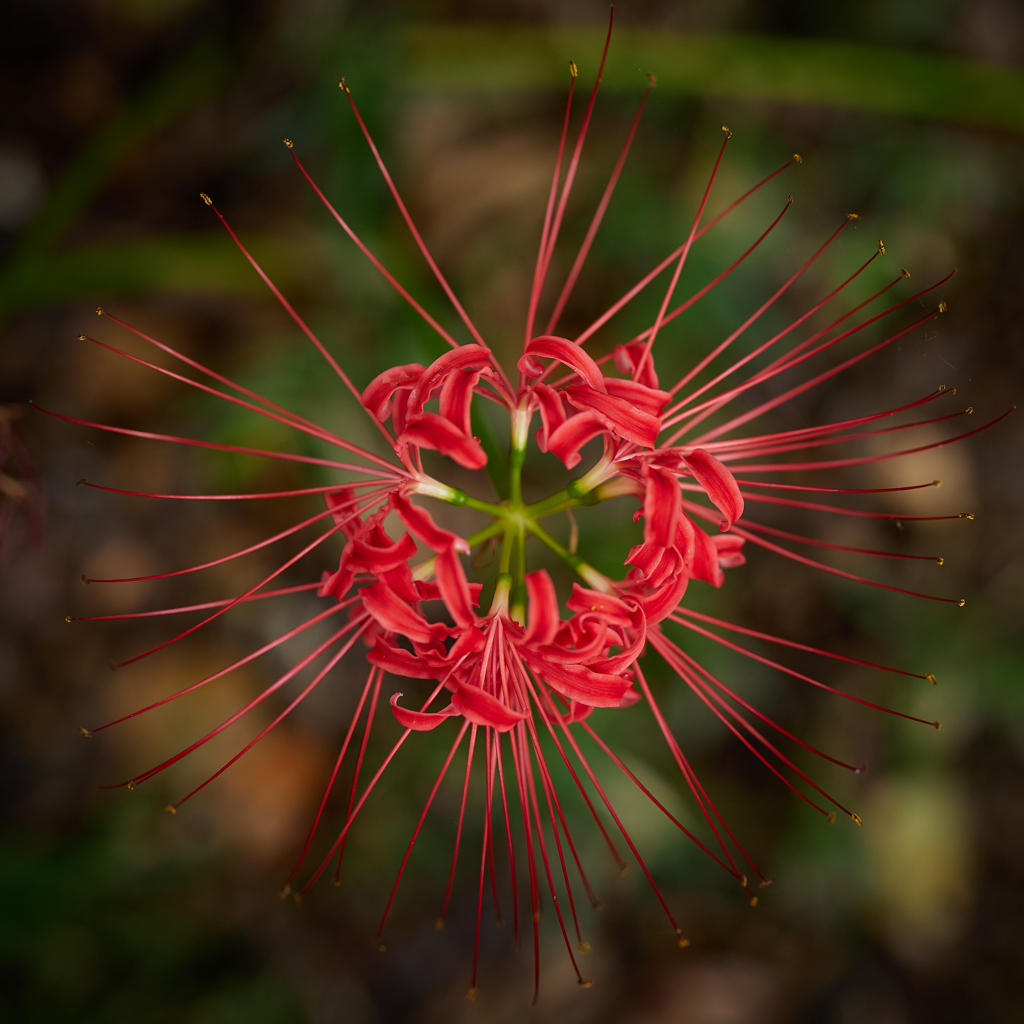 深紅