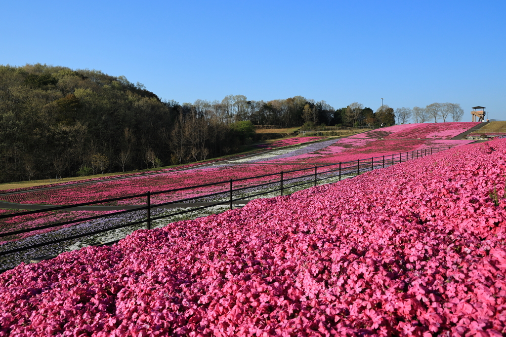 芝ざくら公園