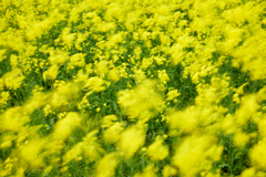 吹き荒れる