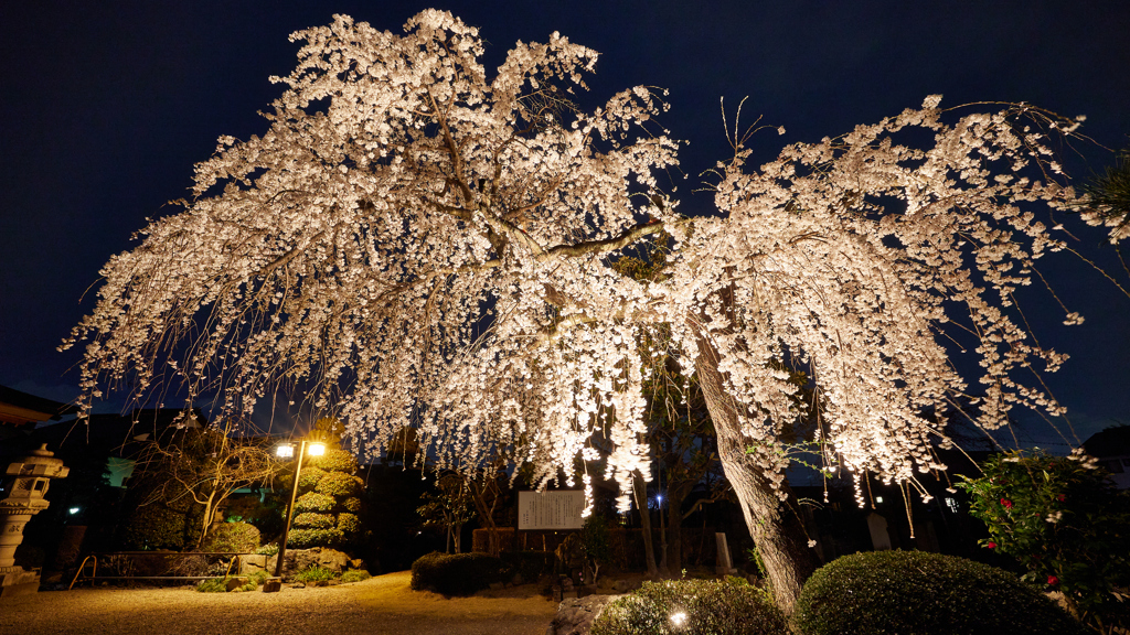 夜桜