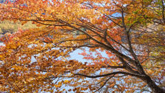 湖畔の紅葉