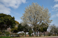 公園の初春