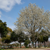 公園の初春