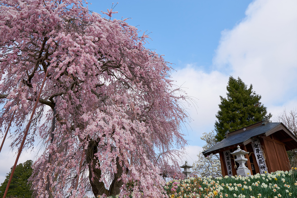 金毘羅桜