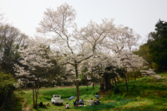 花見