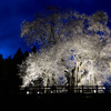 戸津辺の桜