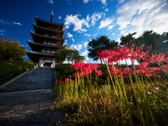 彼岸花と塔