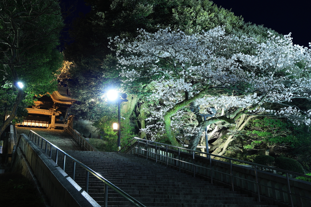 夜桜
