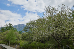 男体山とズミ