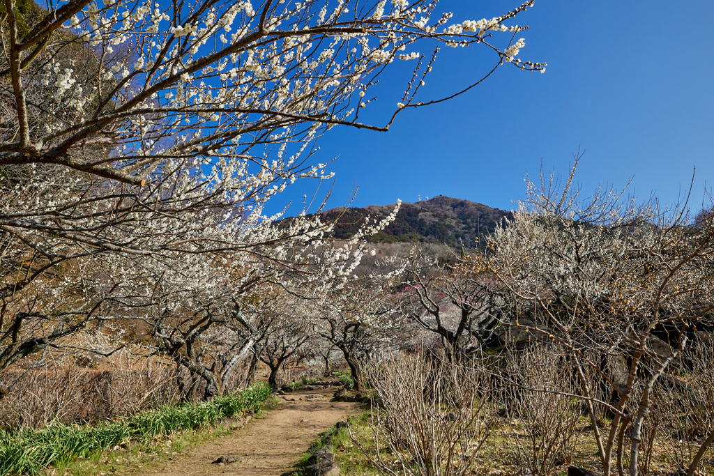 梅と筑波山