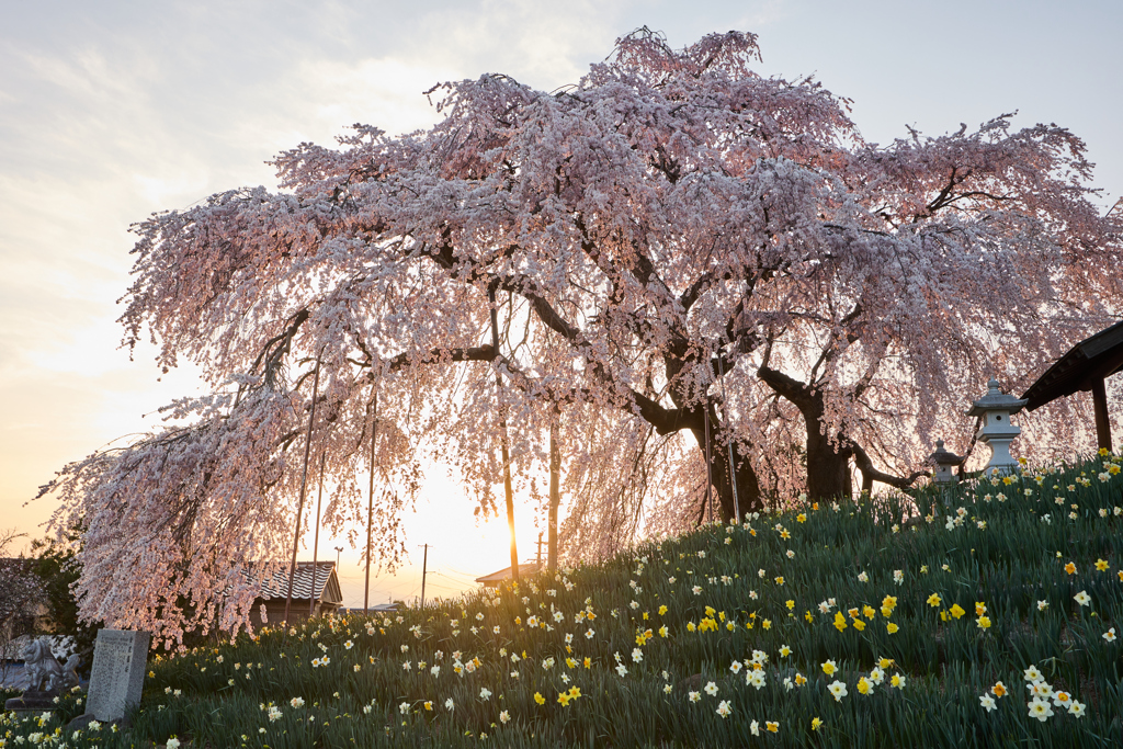 夕暮れと桜