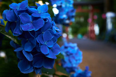 紫陽花と鳥居