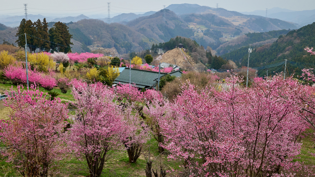 色づく里山