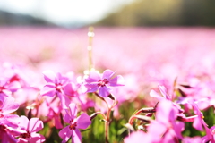輝く花