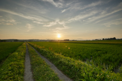 夏の夕暮れ