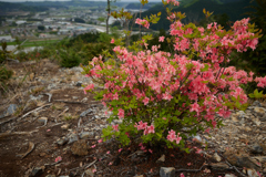 山頂の赤