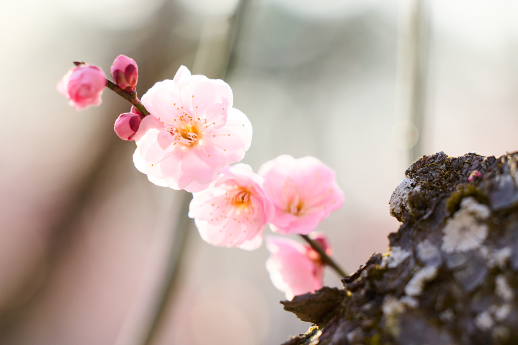 春の香り