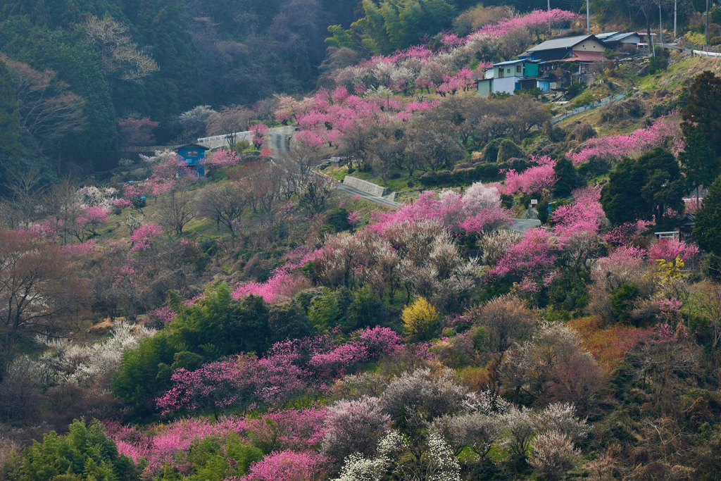 山里の春