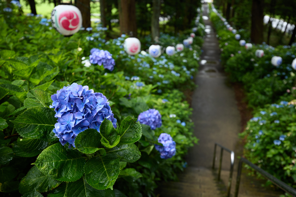 神社と紫陽花