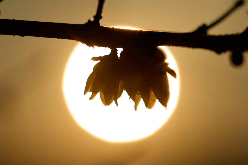 太陽に照らされて