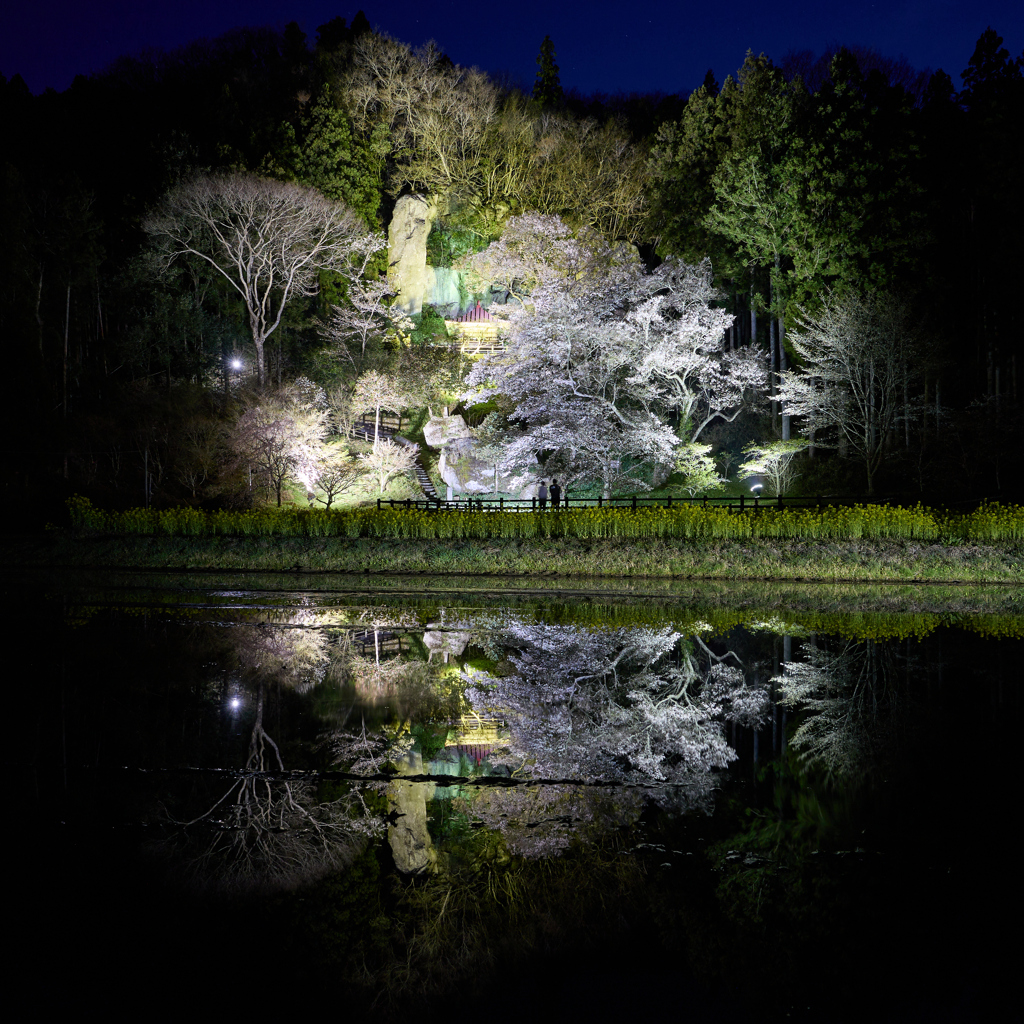 堂の下の岩観音の夜桜