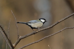 シジュウカラ