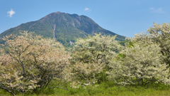 男体山とズミ