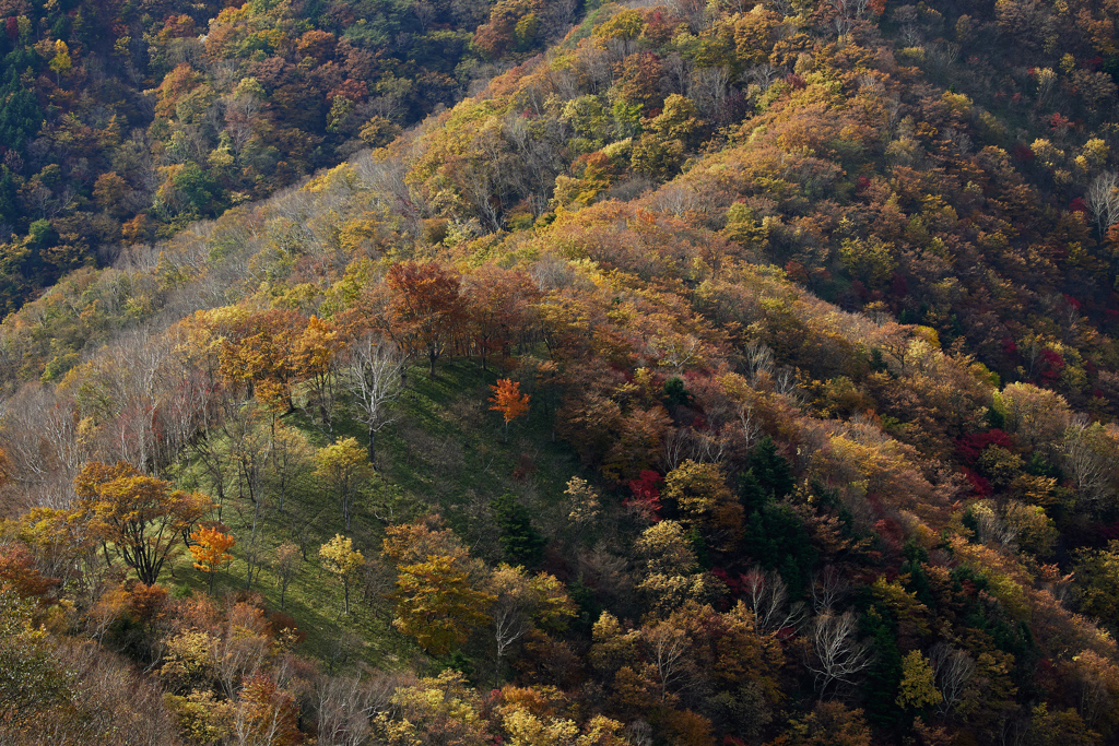 峰の紅葉