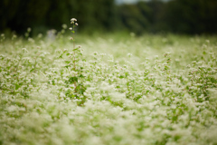 蕎麦の花
