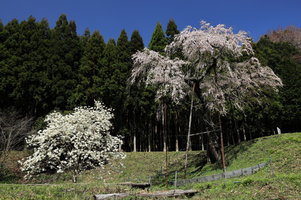 龍興寺のしだれ桜