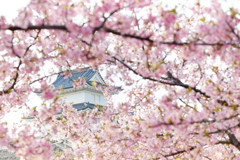 城と河津桜