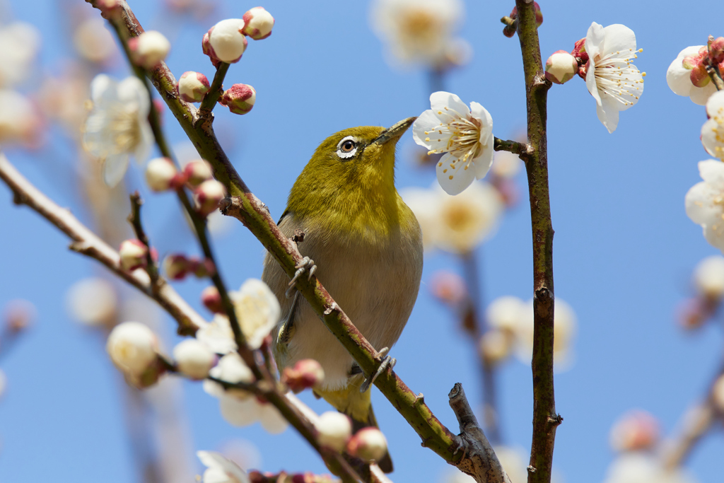 春先の風物詩