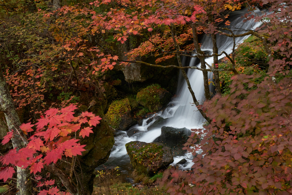 紅葉に囲まれて